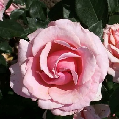 Роза ПОЭЗИЯ флорибунда в Владикавказе