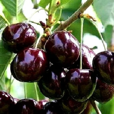 Черешня ДОНЕЦКИЙ УГОЛЁК в Владикавказе