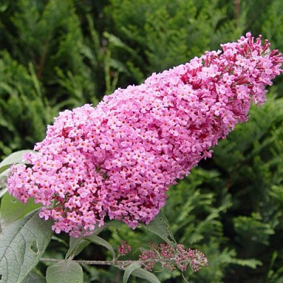 Буддлея давида ПИНК ДЕЛАЙТ в Владикавказе