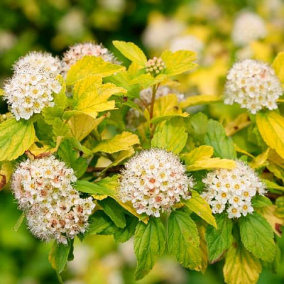 Желтый в Владикавказе