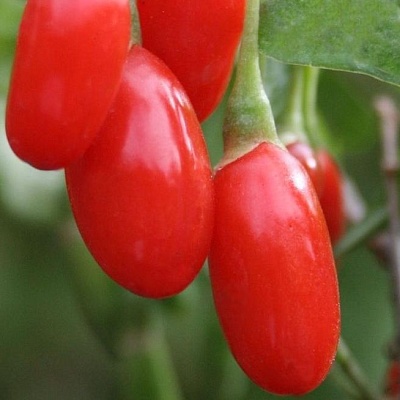 Годжи (чудо-ягода) в Владикавказе