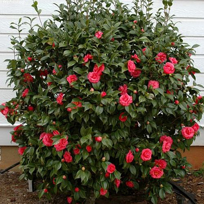 Камелия в Владикавказе