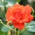 Роза АНЖЕЛИКА чайно-гибридная  в Владикавказе