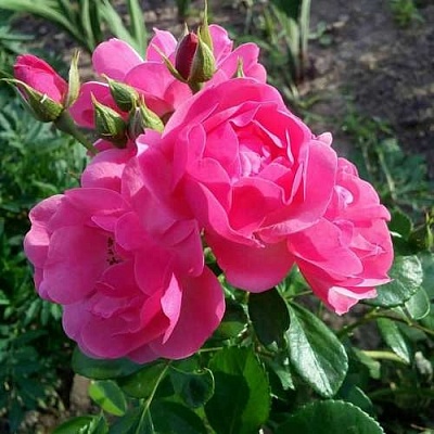 Роза АНГЕЛА флорибунда в Владикавказе