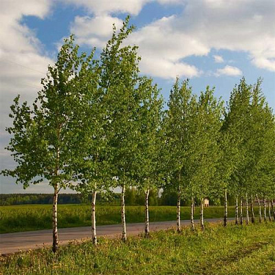 Береза обыкновенная в Владикавказе