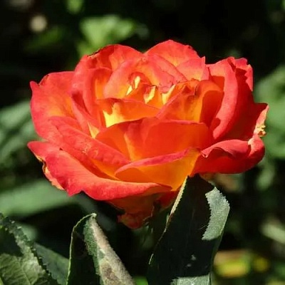 Роза ЛИНА чайно-гибридная  в Владикавказе