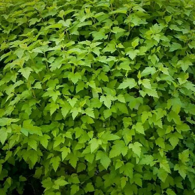 Зеленый в Владикавказе