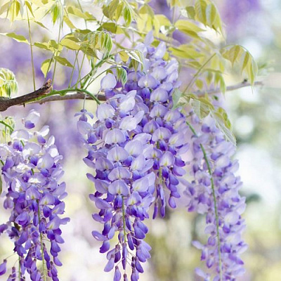 Глициния в Владикавказе