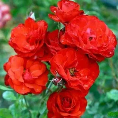 Роза ФАЙЕР КИНГ спрей  в Владикавказе