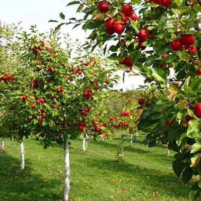 Плодовые деревья в Владикавказе