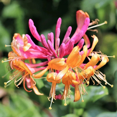 Жимолость ГЕКРОТА в Владикавказе