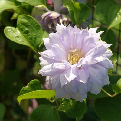 Клематис БЕЛЬ ОФ ВОРКИНГ в Владикавказе