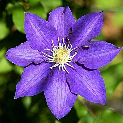 Клематис ЗЕ ПРЕЗИДЕНТ в Владикавказе