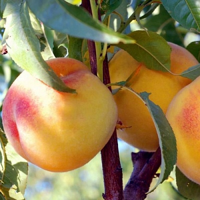 Персики в Владикавказе