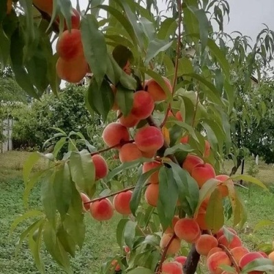 Персик ВУЛКАН в Владикавказе