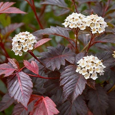 Бордовый в Владикавказе