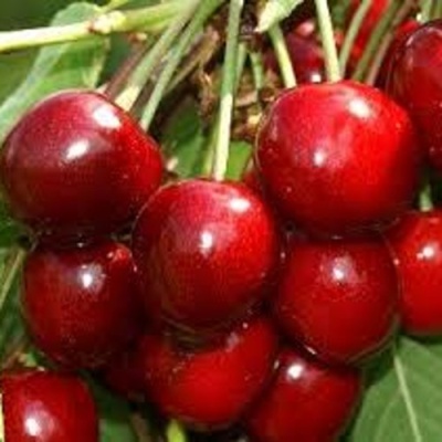Черешня МИНЧАНКА в Владикавказе