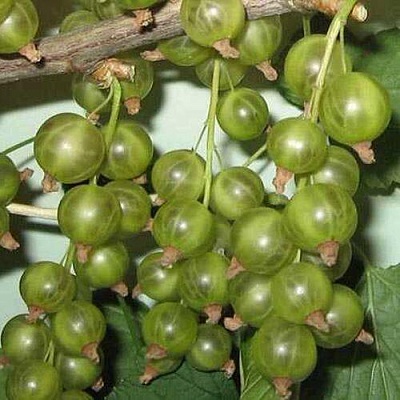 Смородина зеленоплодная ВЕРТИ в Владикавказе
