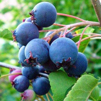 Ирга ПЕМБИНА в Владикавказе