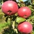 Яблоня ВАЛЮТА колонновидная в Владикавказе