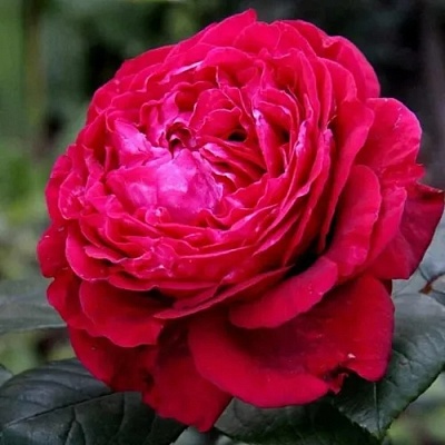 Роза 4 ВЕТРОВ флорибунда  в Владикавказе
