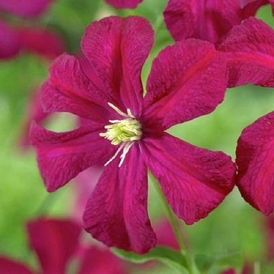 Клематис МАДАМ ДЖУЛИЯ КОРРЕВОН в Владикавказе