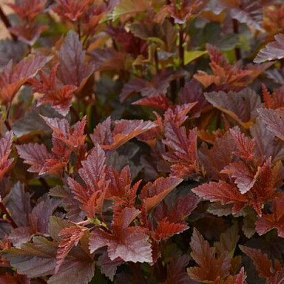 Красный в Владикавказе