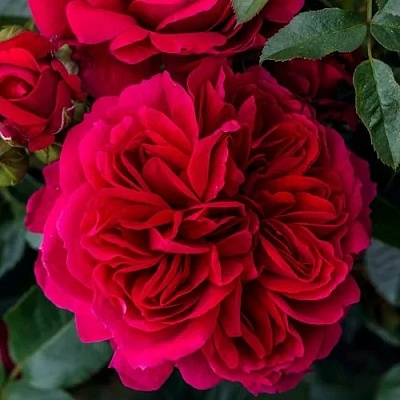 Роза СОУЛ шраб  в Владикавказе