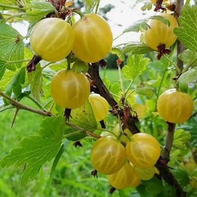 Крыжовник АЛТАЙСКИЙ в Владикавказе