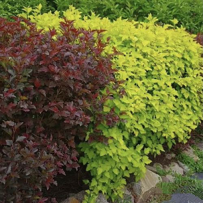 Калинолистный в Владикавказе