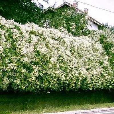 Фаллопия в Владикавказе