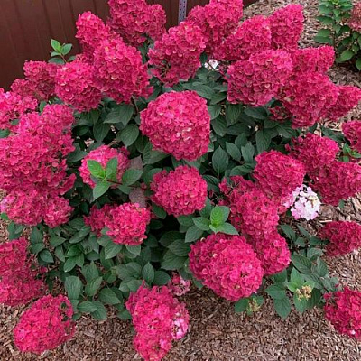 Красная  в Владикавказе