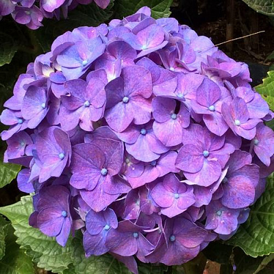 Фиолетовая в Владикавказе