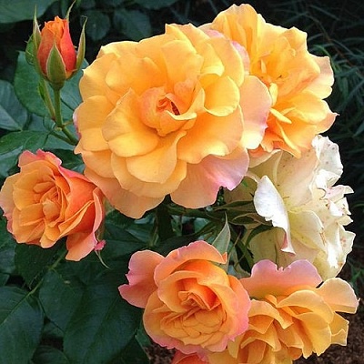 Роза ТЕКИЛА флорибунда  в Владикавказе