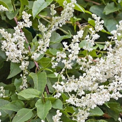 Фаллопия АУБЕРТА в Владикавказе