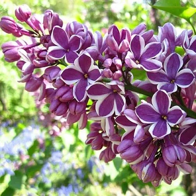 Сирень СЕНСАЦИЯ (привитая) в Владикавказе