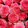 Розы в Владикавказе