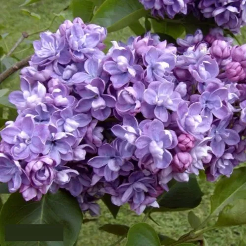 Сирень АМИ ШОТТ в Владикавказе